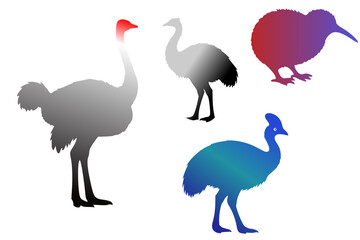 Silhouettes of four flightless birds with gradient colors. The birds depicted are an ostrich (Struthio camelus), emu (Dromaius novaehollandiae), kiwi (Apteryx species), and cassowary (Casuarius specie