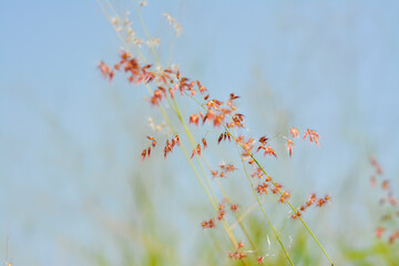 Close-up of Delicate Rose Natal Grass Flowers Against Soft Blue Sky.