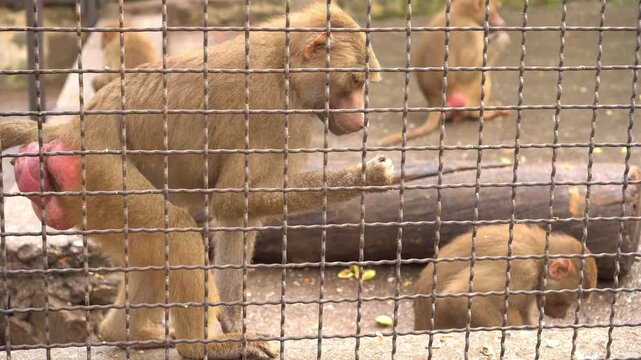 A monkey in the zoo. Animal life in an aviary. Wildlife protection