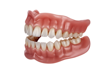 Realistic dental prosthesis showcasing bright white teeth and gum detail for oral health education and cosmetic dentistry concepts