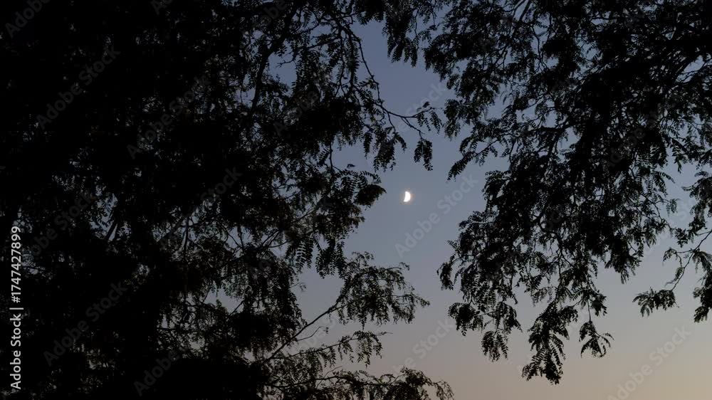 Wall mural half moon through the tree leaves at the evening. camera view from below