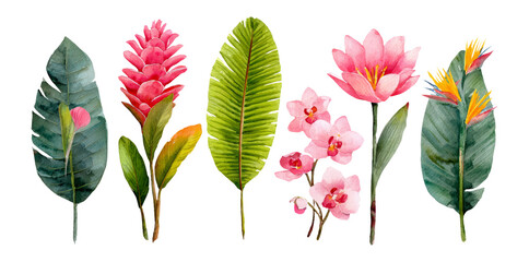 Beautiful Isolated Watercolor Flowers and Leaves on Transparent Background
