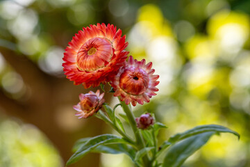 Flor Sempre-viva (Xerochrysum bracteatum) rosa. Jardim	
