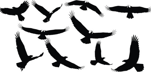 Silhouette of flying eagles in sky, majestic bird illustration, wildlife freedom concept, nature background, soaring raptor wings art design