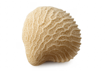 Brain coral skeleton showing natural organic wavy texture
