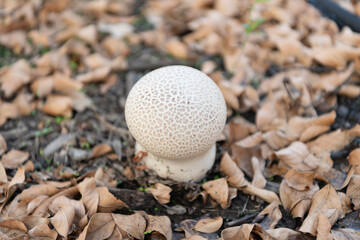 Puffball mushroom in forest nature. Forest mushrooming in nature. Wild nature. Common puffball...