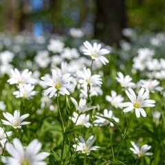 A field of small, white flowers with yellow centers blooms amidst green foliage. A soft background of out-of-focus trees is seen