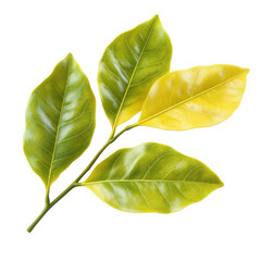 Obraz premium Vibrant green and yellow leaves on a branch detailed close-up isolated on white background