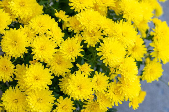 Decorating with Fall Mums Outdoors. Colorful fall flowers that come in every color.
