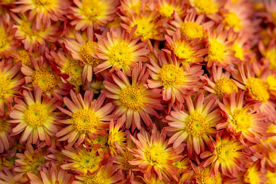 Decorating with Fall Mums Outdoors. Colorful fall flowers that come in every color.
