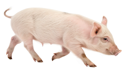 Mini pet pig, isolated on a transparent background PNG