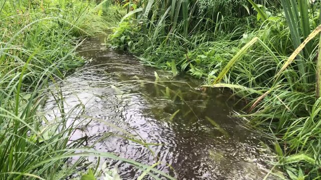 stream flowing among green grass, nearby