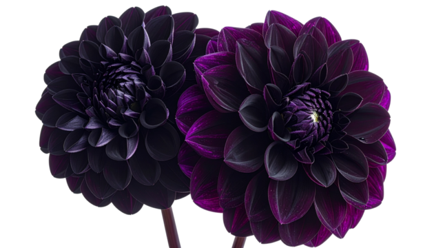Black Dahlia Flower Bundle, two variations in one frame, isolated on transparent background