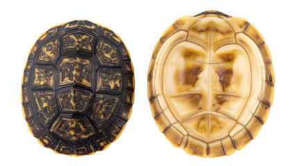 "Realistic tortoise shells isolated on white background, detailed animal texture PNG for nature and wildlife design projects"