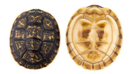 "Realistic tortoise shells isolated on white background, detailed animal texture PNG for nature and wildlife design projects"