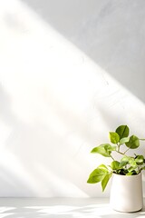 Potted Plant on White Surface with Sunlight Shadows