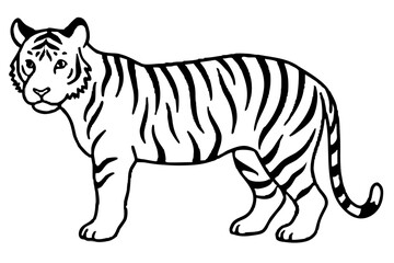 Fototapeta premium vector illustration of a white Tiger