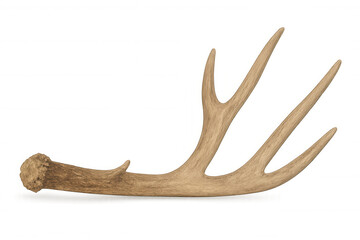 Deer antler displaying natural texture and branching form, representing wildlife, hunting, and forest elements, transparent background