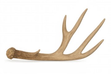 Deer antler displaying natural texture and branching form, representing wildlife, hunting, and forest elements, transparent background