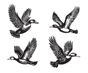 Obraz premium Vector of set of four ducks in flight with wings spread, illustrated in a dramatic black and white woodcut or engraving style.