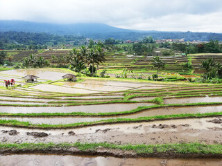 Rice paddy field in Bali Indonesia, during day time, with beautiful green landscape 
