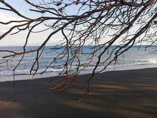 Black sand beach, with some tree branch during afternoon time