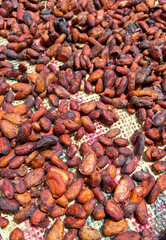 Natural drying of organic cocoa - Theobroma cacao