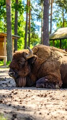 Fototapeta premium A large, brown bison rests on the sandy ground near trees and a wooden structure, with sunlight filtering through the forest