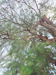 spring in the forest