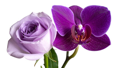 "Realistic Vector Illustration of Purple and Lavender Orchid Flowers Isolated on White Background for Floral and Botanical Design"