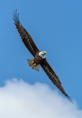 Fototapeta premium Bald Eagle Soaring High in Clear Blue Sky with Outstretched Wings