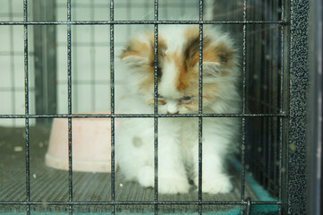 A sad kitten in a cage, looking down with a pink bowl