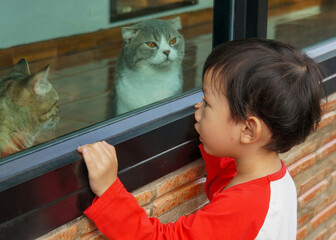 A curious boy looks at two cats through a window. A heartwarming scene of interaction and observation.