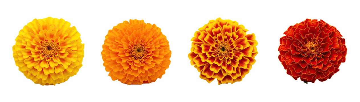 Four marigold flowers in various colors and stages of bloom.