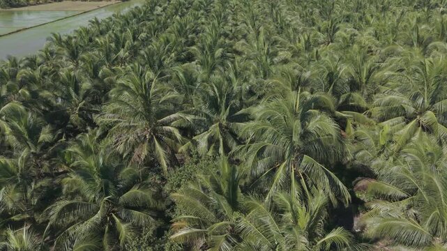 Aerial drone view of dense coconut palm trees in a tropical plantation in the Mekong Delta, Vietnam.