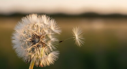 A dandelion seed head with a single seed flying away against a blurred background.