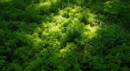 Sunlit patch of lush greenery with varied textures and leaf shapes