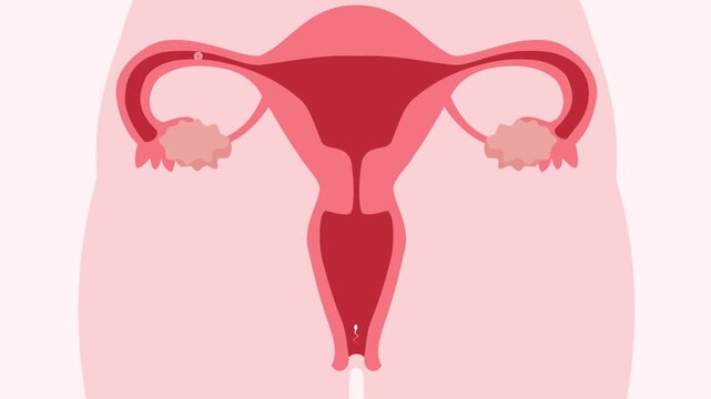 Medical Animation of Sperm Fertilizing Human Egg Cell
