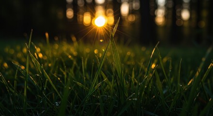 Sunlit blades of grass with lens flare and bokeh in a forest