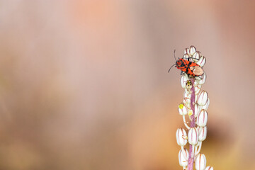 Chinche de Campo Común "Spilostethus pandurus" casi en la punta de una Drimia marítima
