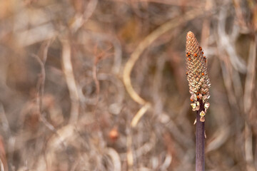 Drimia marítima llena de pulgones empieza a florecer 
