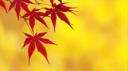 真っ赤な紅葉の背景
