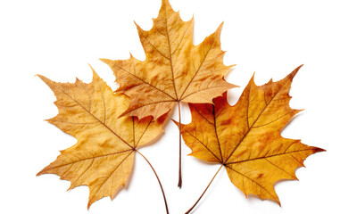 Autumn Maple Leaves in Warm Golden Hues