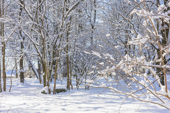 A tranquil winter forest where bare branches are weighed with fresh snow, sunlight filters through the trees, and long shadows stretch across the pristine snow.