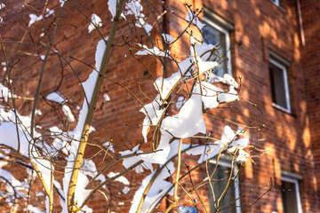 Close up of winter snow on bare tree branches against red brick building, bathed in gentle sunlight...