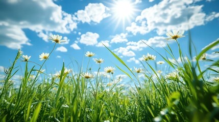 Obraz premium Close-up view of daisies and green grass under a bright sun with blue sky and fluffy clouds on a clear day