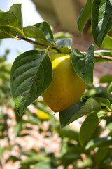 A persimmon tree with ripe orange fruit.