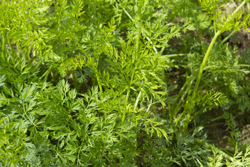 These are the leaves of a well-grown carrot.