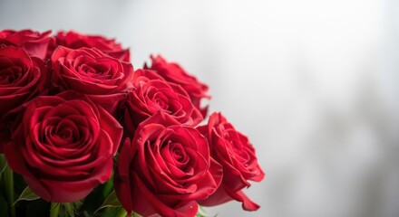 Obraz premium A close up of a bouquet of vibrant red roses against a soft white and gray blurred background