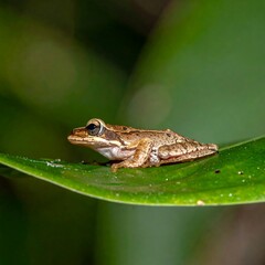 Fototapeta premium Small frog on a leaf